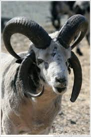 4 horn sheep